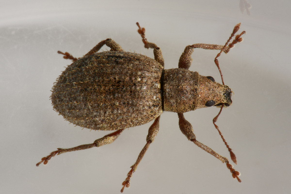 Curculionidae:  Sciaphilus asperatus